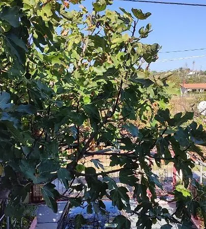 Maria's Апартаменты *